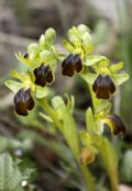 Ophrys lucana